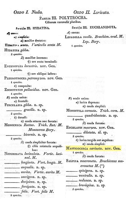 Trichocerca rattus f. carinata - Original description image