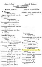 Trichocerca rattus f. carinata