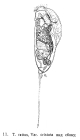 Trichocerca rattus f. cristata