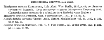 Trichocerca rattus f. cristata