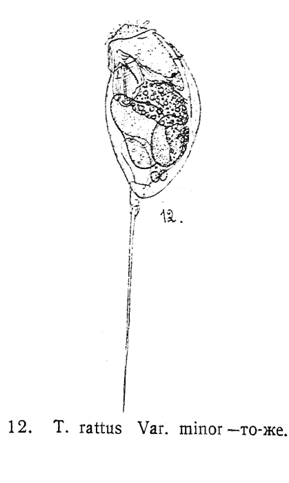 Trichocerca rattus f. minor - Original description image