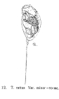 Trichocerca rattus f. minor