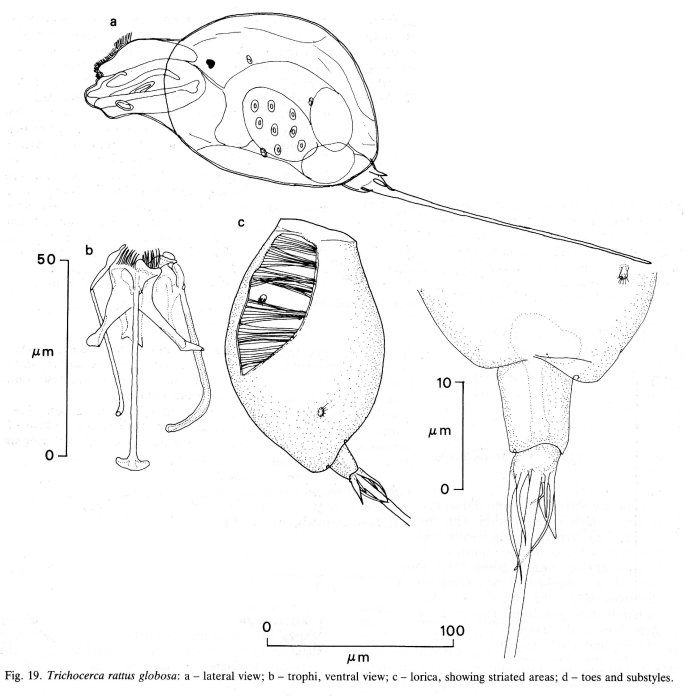 Trichocerca rattus globosa - Original description image