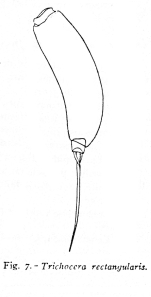 Trichocerca rectangularis - Original description image