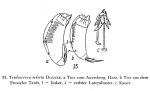 Trichocerca relicta
