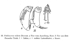 Trichocerca relicta