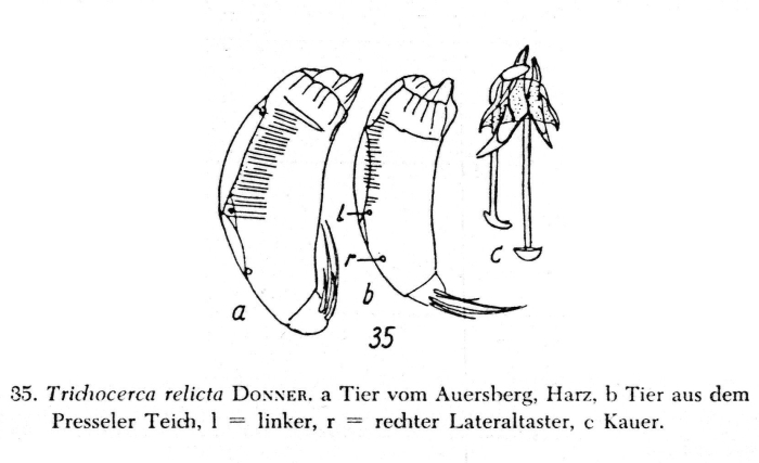 Trichocerca relicta Trichocerca relicta