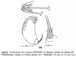 Trichocerca relicta