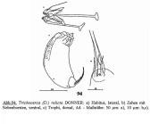 Trichocerca relicta