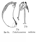 Trichocerca relicta