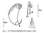 Trichocerca relicta