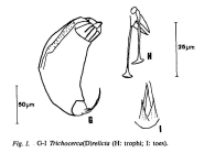 Trichocerca relicta
