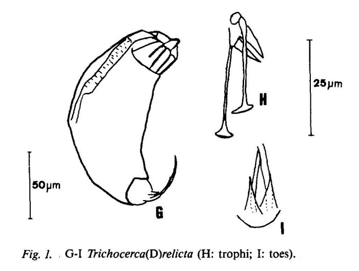 Trichocerca relicta Trichocerca relicta