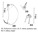 Trichocerca relicta