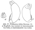 Trichocerca relicta