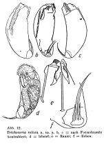 Trichocerca relicta