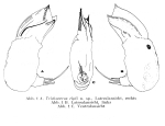 Trichocerca ripli