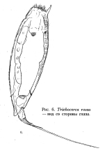 Trichocerca rosea