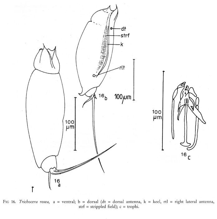 Trichocerca rosea Trichocerca rosea