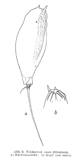 Trichocerca rosea