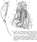 Trichocerca rosea