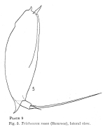 Trichocerca rosea