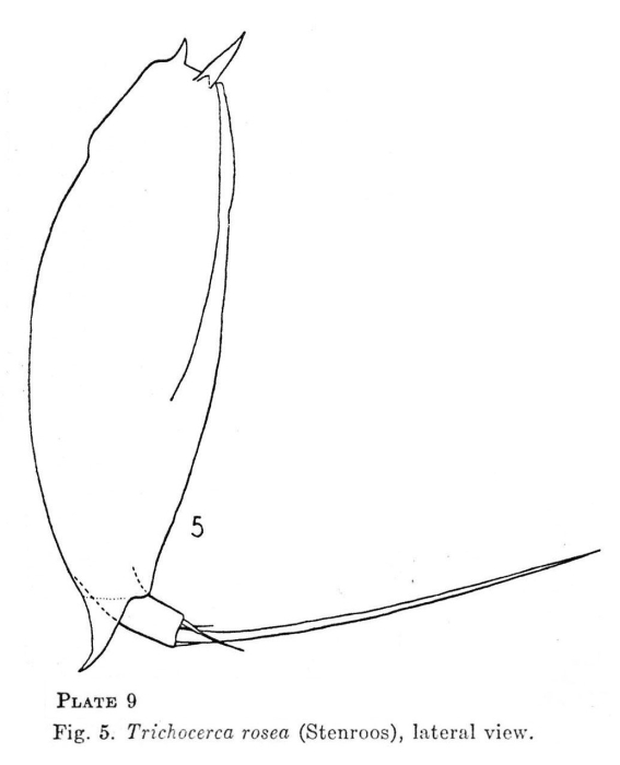 Trichocerca rosea Trichocerca rosea