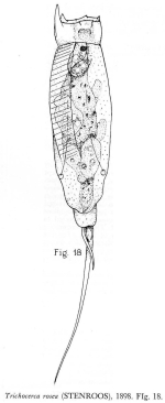 Trichocerca rosea