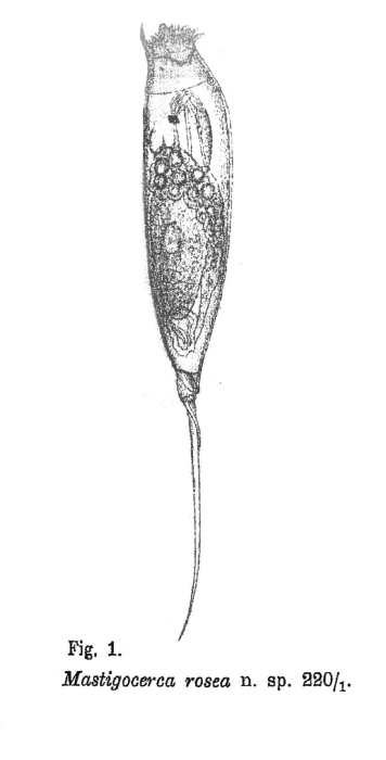Trichocerca rosea - Original description image