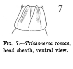 Trichocerca rossae
