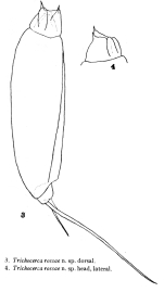 Trichocerca rossae - Original description image