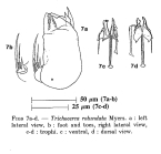 Trichocerca rotundata