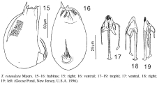 Trichocerca rotundata