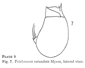 Trichocerca rotundata