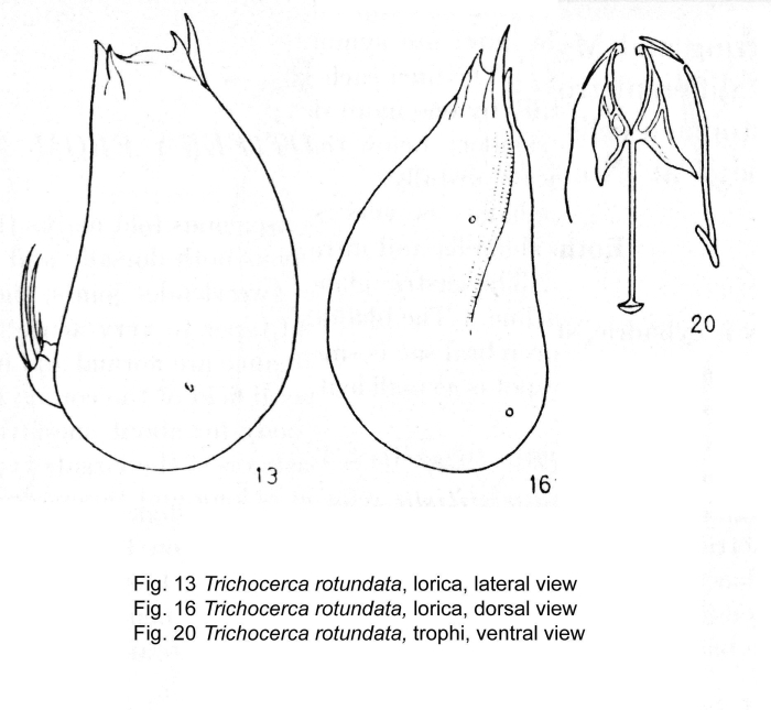Trichocerca rotundata - Original description image