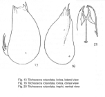 Trichocerca rotundata