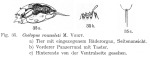 Trichocerca rousseleti