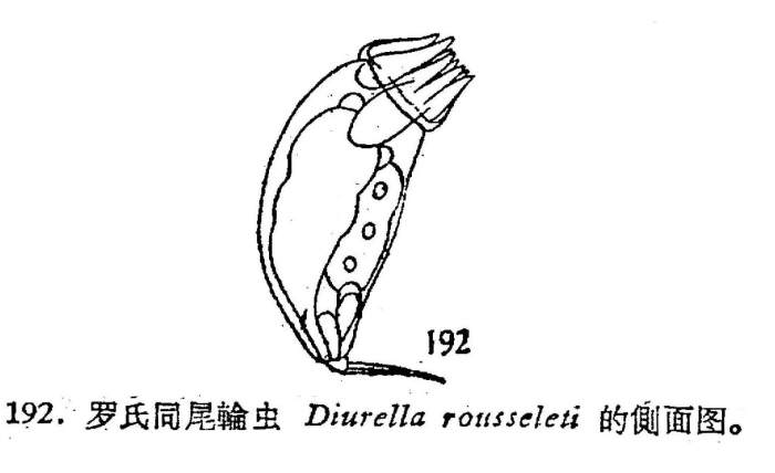Trichocerca rousseleti Trichocerca rousseleti
