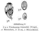 Trichocerca rousseleti