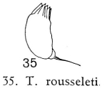 Trichocerca rousseleti