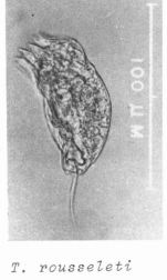 Trichocerca rousseleti