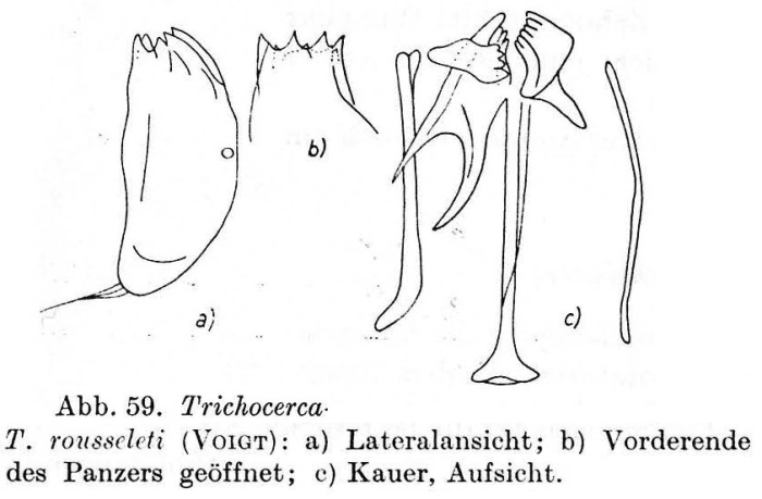 Trichocerca rousseleti Trichocerca rousseleti