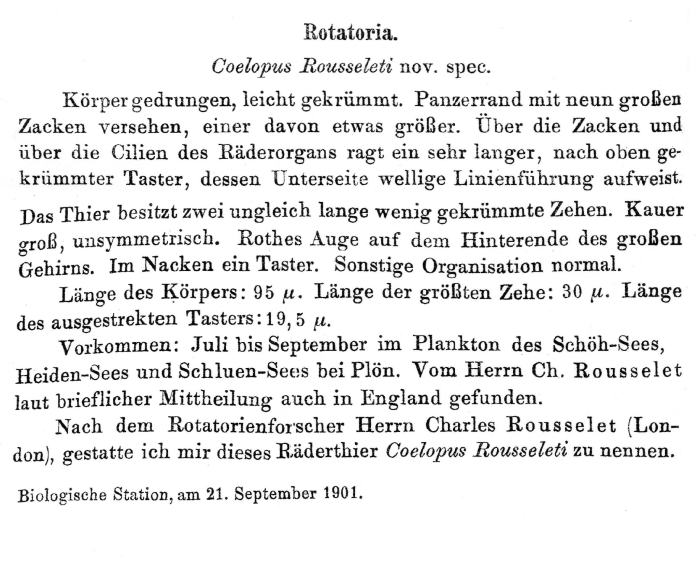 Trichocerca rousseleti - Original description image