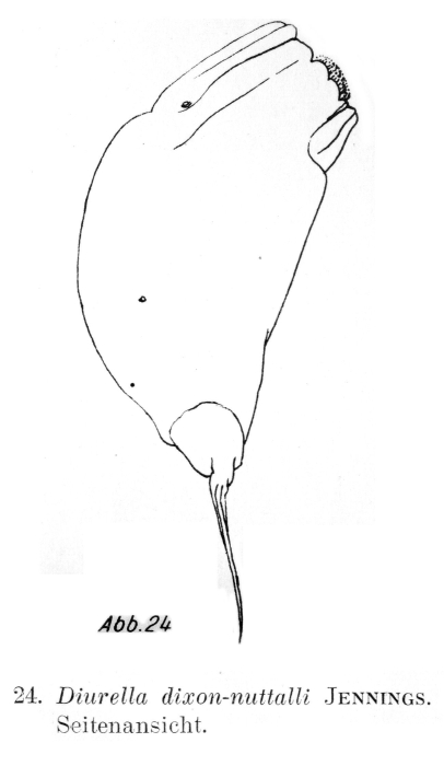 Trichocerca ruttneri Trichocerca ruttneri