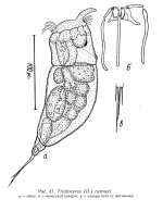 Trichocerca ruttneri