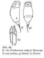 Trichocerca ruttneri