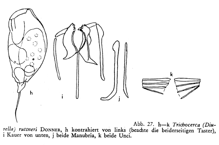 Trichocerca ruttneri Trichocerca ruttneri