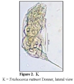 Trichocerca ruttneri
