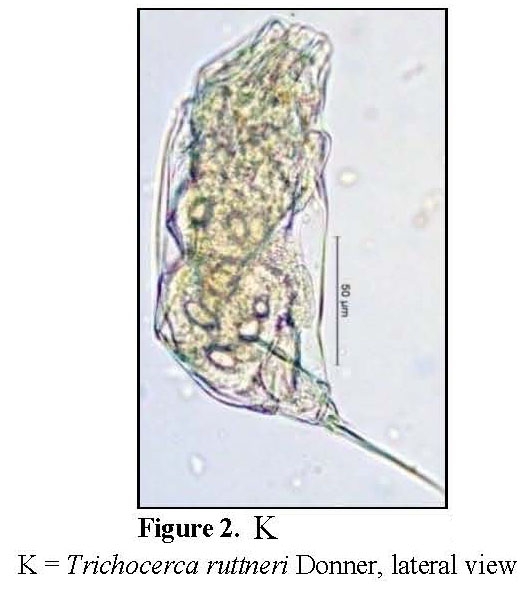 Trichocerca ruttneri Trichocerca ruttneri