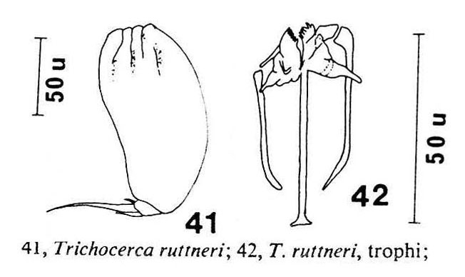 Trichocerca ruttneri Trichocerca ruttneri